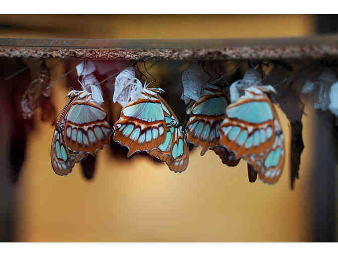 Two (2) Passes to Niagara Parks Attractions