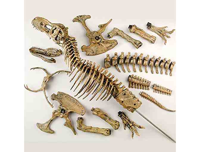 Tyrannosaurus Rex Skeleton Model