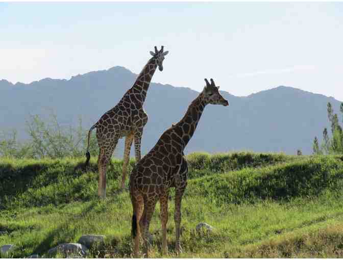 THE LIVING DESERT ZOO & GARDENS FAMILY FOUR PACK
