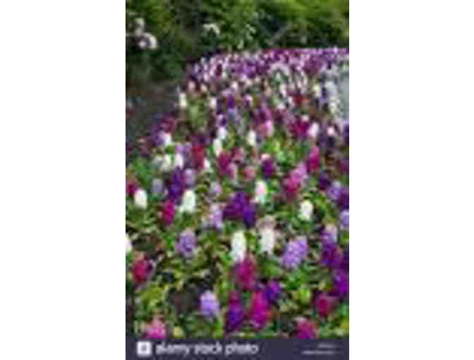 BENNETT LANDSCAPE 3 FLATS ANNUAL COLOR