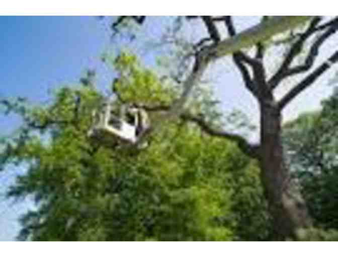 BENNETT LANDSCAPING TREE TRIMMING