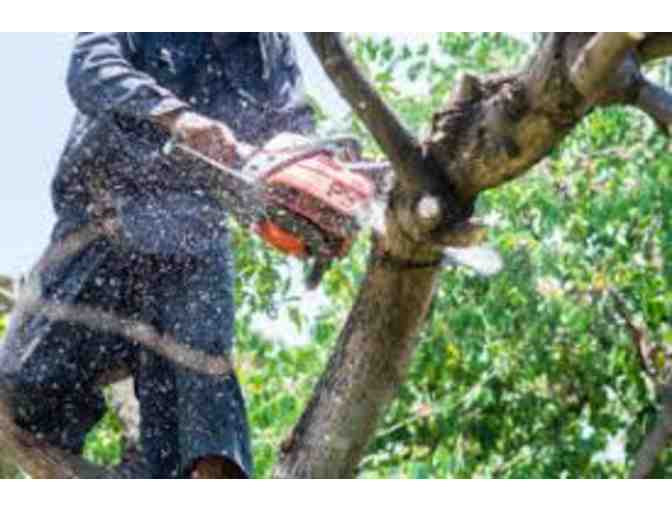 BENNETT LANDSCAPING TREE TRIMMING