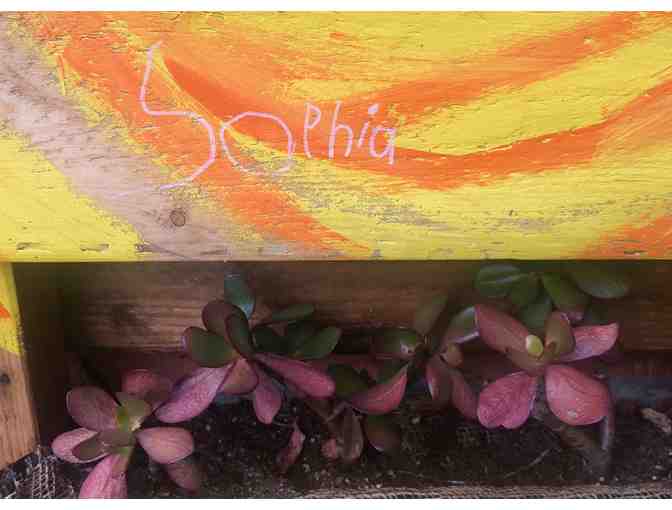 KINDERGARTEN HANGING SUNSHINE LIVE SUCCULENT PLANTER