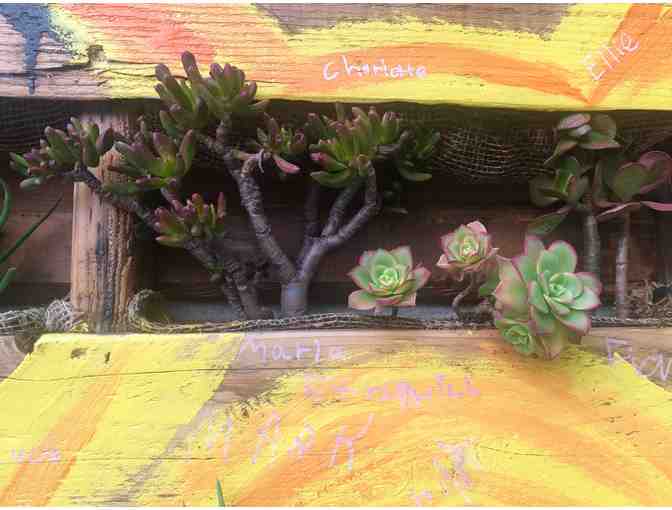 KINDERGARTEN HANGING SUNSHINE LIVE SUCCULENT PLANTER