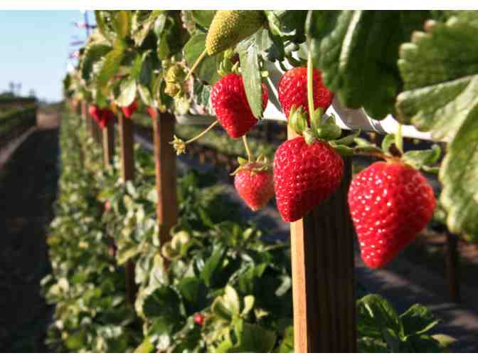 TANAKA FARMS FOR 4 - GIFT CERTIFICATE VALID FOR ENTRY TO TANAKA FARMS