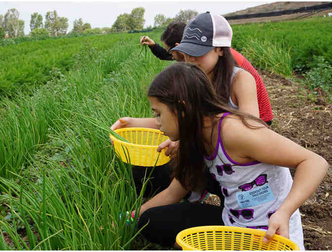 TANAKA FARMS FOR 4 - GIFT CERTIFICATE VALID FOR ENTRY TO TANAKA FARMS