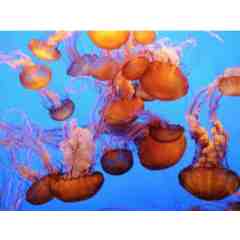 Aquarium of the Pacific