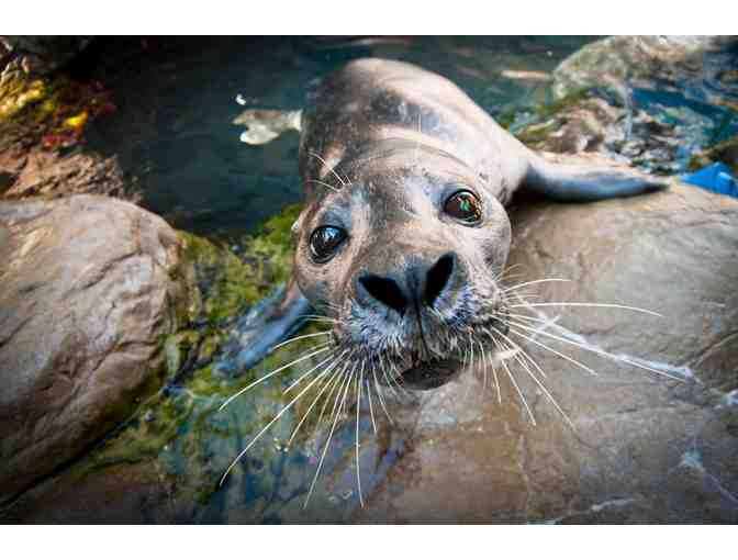 New England Aquarium Behind-the-Scenes Tour for 4 with Mason-Rice Dad Jeremy Brodt!
