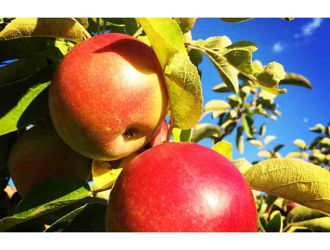 Belkin Family Lookout Farm - 4 Day Passes to the Farm!