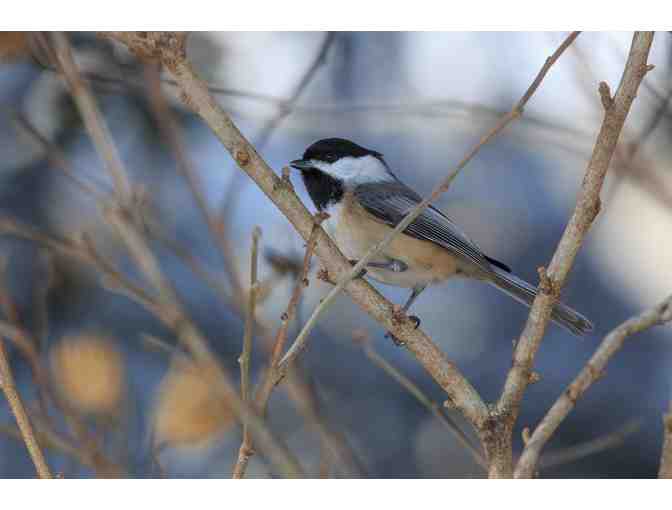 Mass Audubon - 1 Year Family Membership