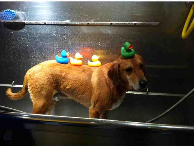 B.Y.O.D. Uber Spa Treatment for Your Dog!