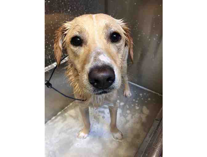 B.Y.O.D. Uber Spa Treatment for Your Dog!