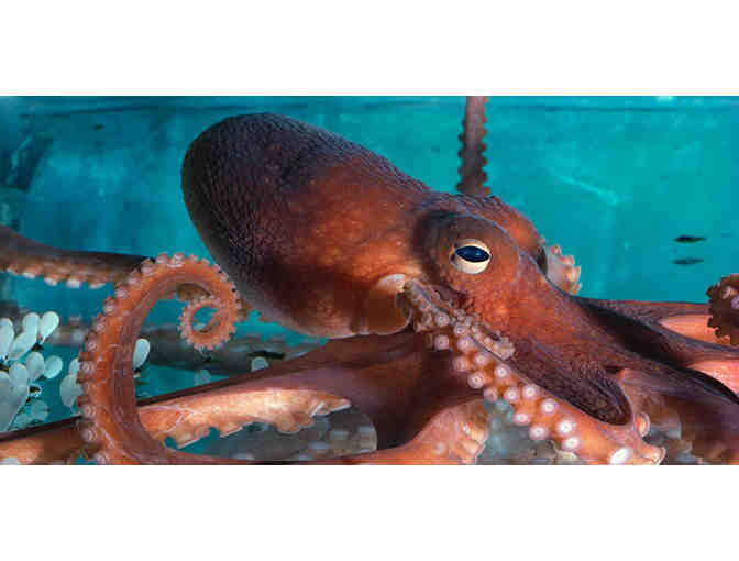 New England Aquarium Behind-the-Scenes Tour for 4 with Mason-Rice Dad Jeremy Brodt!