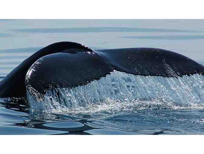 Two Adult Whale Watch Tickets - Captain John Boats (Plymouth)