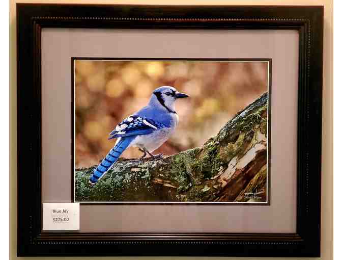 Blue Jay at Rest -- original photography by Merle Wasson - Photo 1