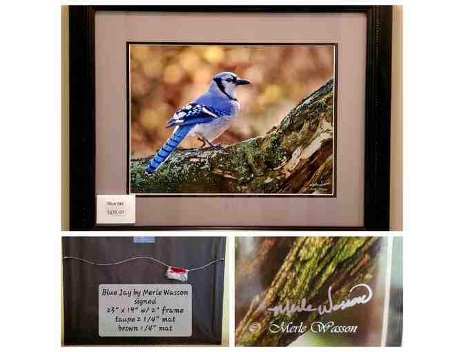 Blue Jay at Rest -- original photography by Merle Wasson - Photo 4