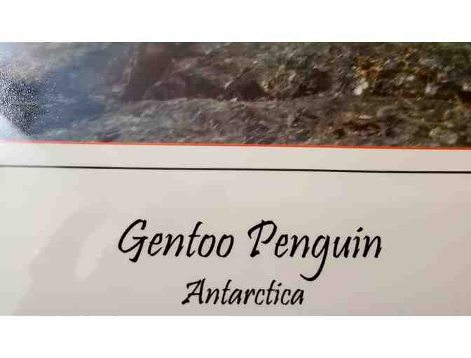 Gentoo Penguin -- Antarctica [Limited Edition: 2 of 250 / signed by artist ]