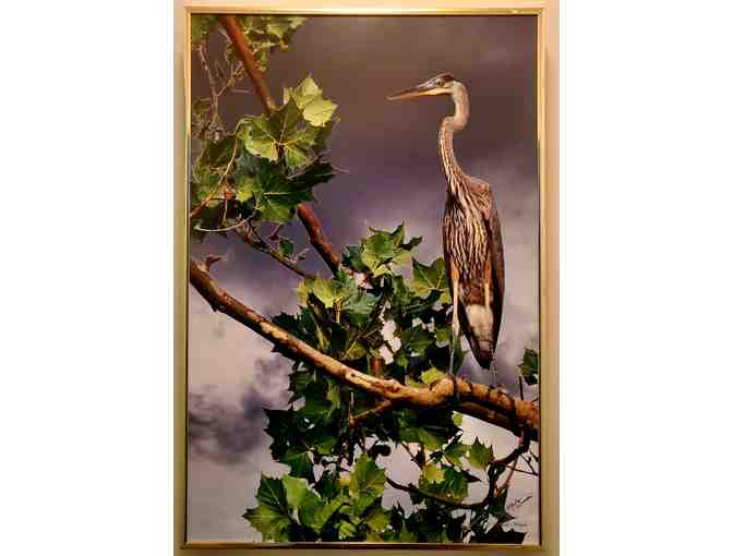 Black-Crowned Heron on Branch -- by Nature Photographer, Merle Wasson - Photo 1