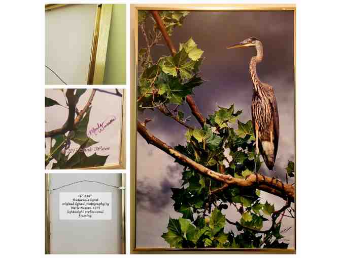 Black-Crowned Heron on Branch -- by Nature Photographer, Merle Wasson - Photo 4