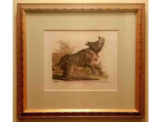 Antique hand-colored etching: Rhinoceros - Photo 1