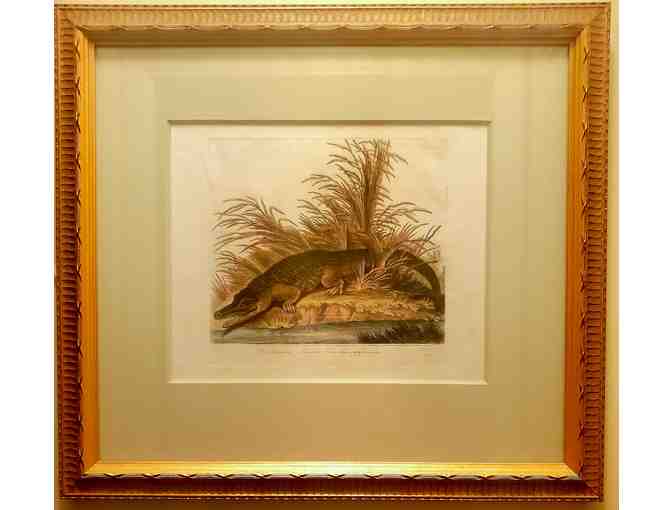 Antique, hand-colored etching -- Alligator - Photo 1