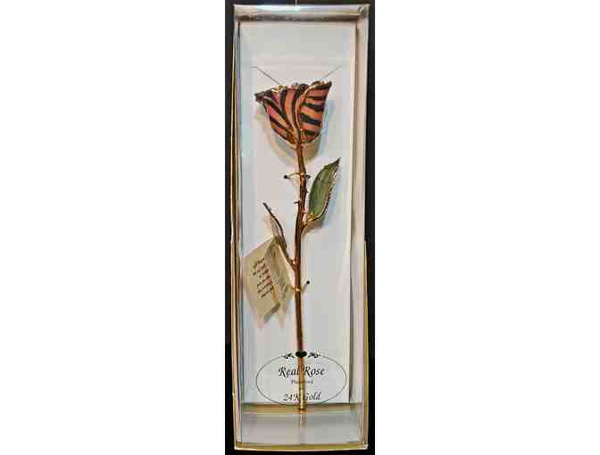 Eternity Rose -- Soft Pink with Zebra Stripes