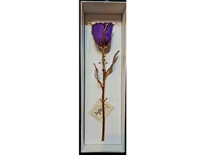 Eternity Rose -- Royal Purple with Gold Dipped Petals