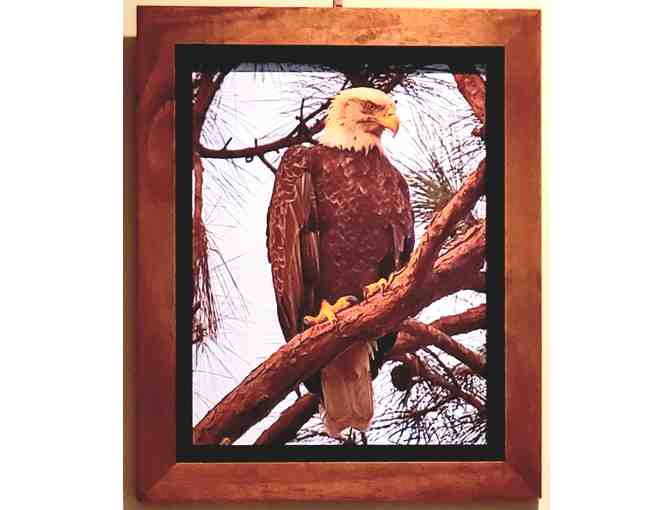 Art by Steve Cole: Her Majesty -- Bald Eagle on Branch - Photo 1