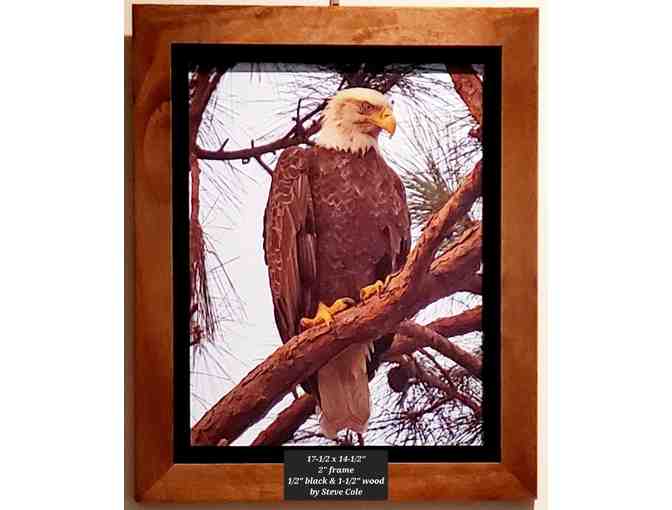 Art by Steve Cole: Her Majesty -- Bald Eagle on Branch - Photo 2