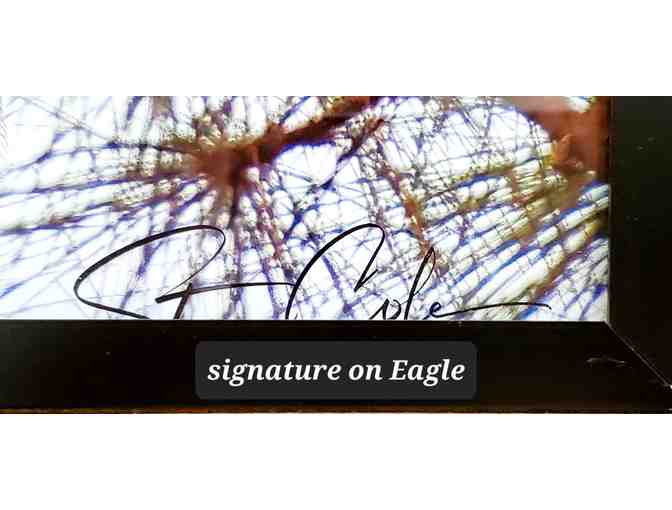 Art by Steve Cole: Her Majesty -- Bald Eagle on Branch - Photo 3