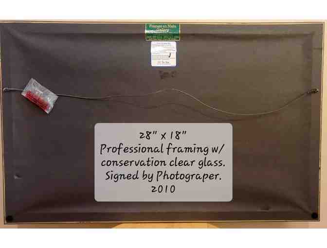 Galloping Horses -- Framed / Signed / Professional Photography by Merle Wasson