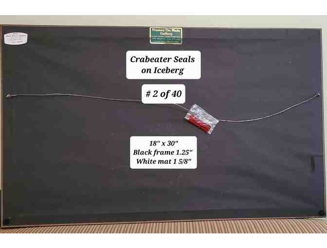 Original Photography: Crabeater Seals on Iceberg in Antarctica -- LE (# 2 of 40)