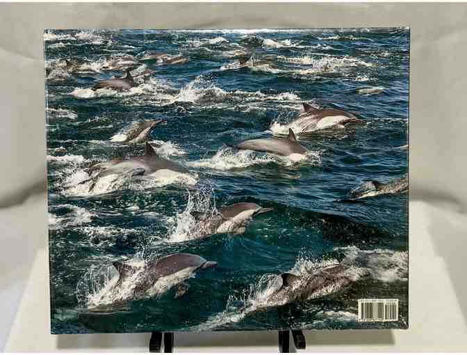 Hardcover Book: Migrations, Wildlife in Motion