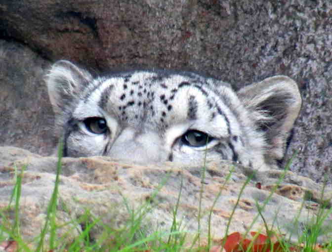 Montgomery Zoo: Behind the Scenes Tour for up to 10! What an adventure!