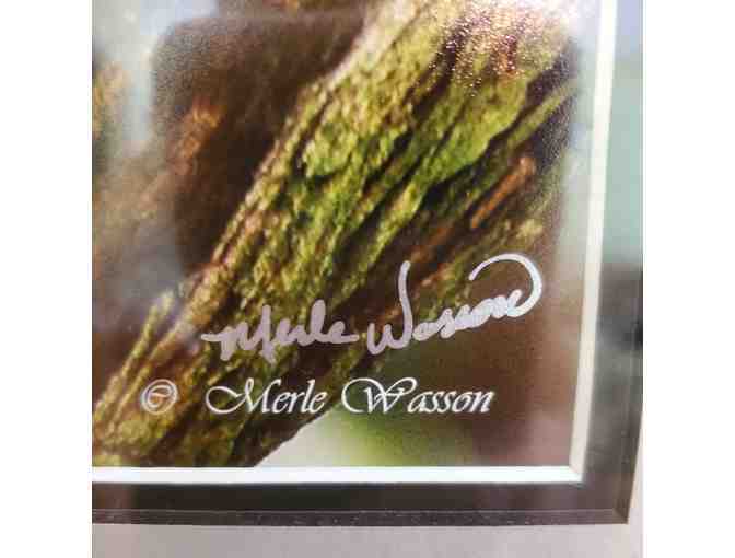 Original Photography by Nature Photographer, Merle Wasson -- Blue Jay