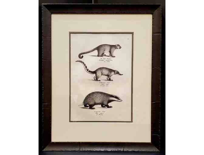 Antique Framed Zoological Engraving -- Coati & Badger with Latin & French names - Photo 1