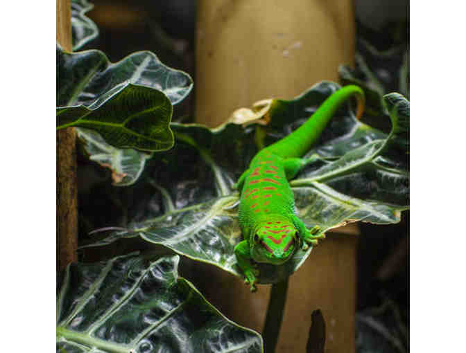 California Academy of Sciences Admission
