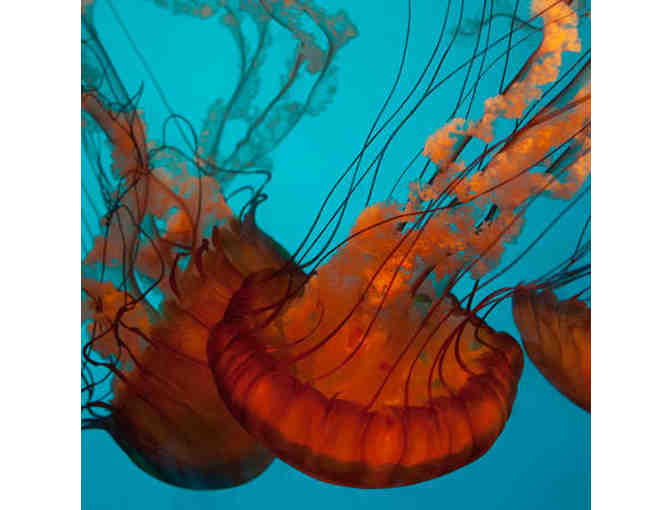 California Academy of Sciences Admission