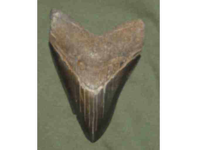 Ancient Giant Megalodon Fossilized Shark Tooth