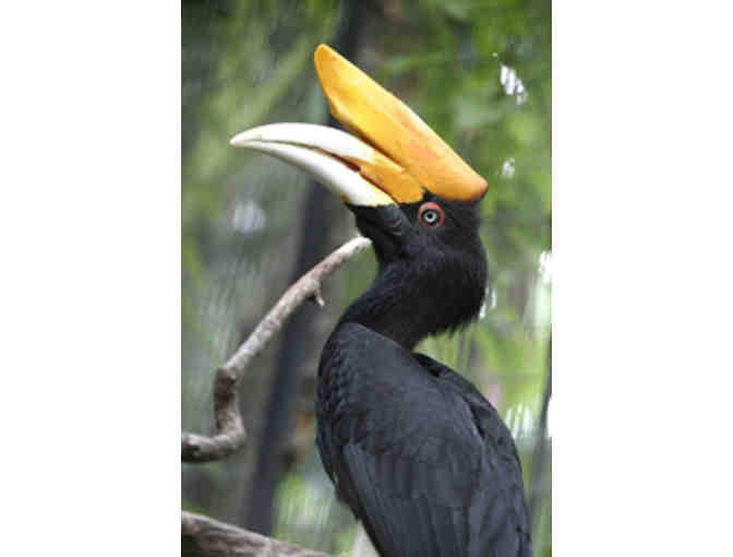 Family Level Membership to the Houston Zoo