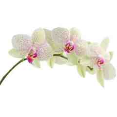 Baton Rouge Permanent Make Up