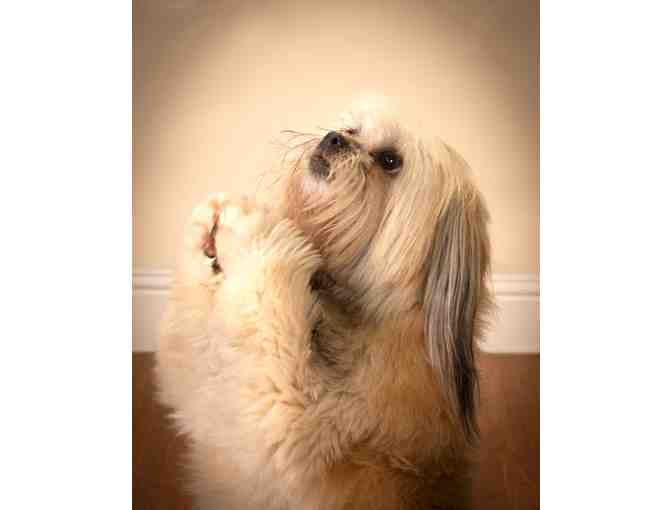 Studio Pet Portrait Certificate - Mary Small Photography