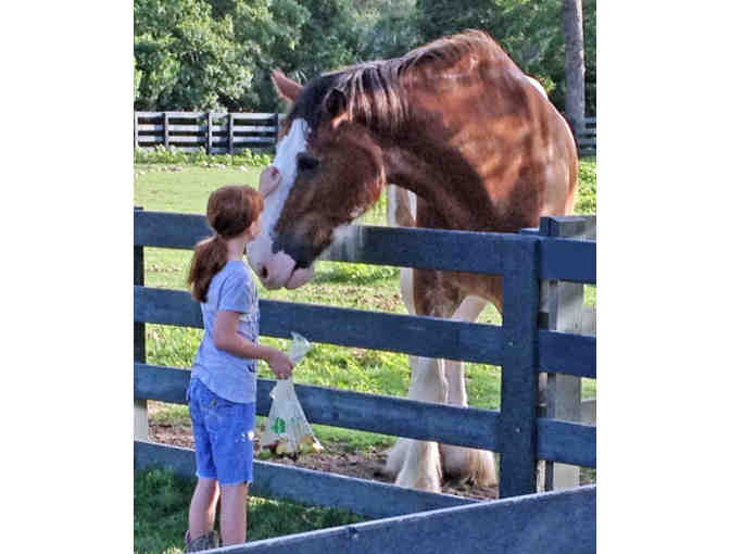 Lawton Stables-Sea Pines Trail or Carriage Ride for 2