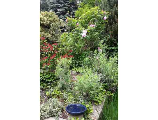 Master your Urban Garden - 1 hour Consultation with Green Urb Gardens