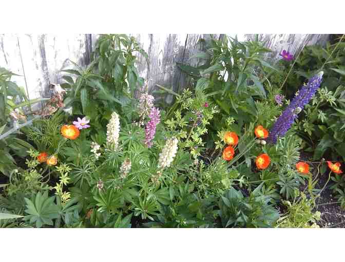 Master your Urban Garden - 1 hour Consultation with Green Urb Gardens