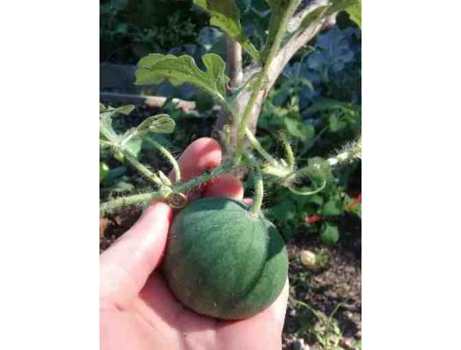 Master your Urban Garden - 1 hour Consultation with Green Urb Gardens