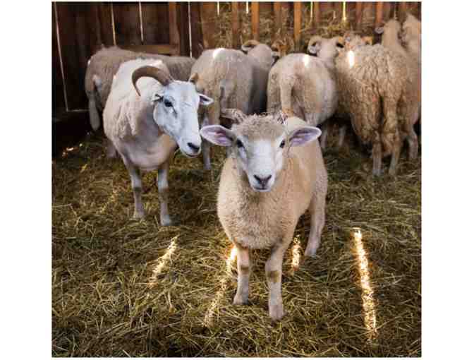 Old Sturbridge Village - Family Admission Pass