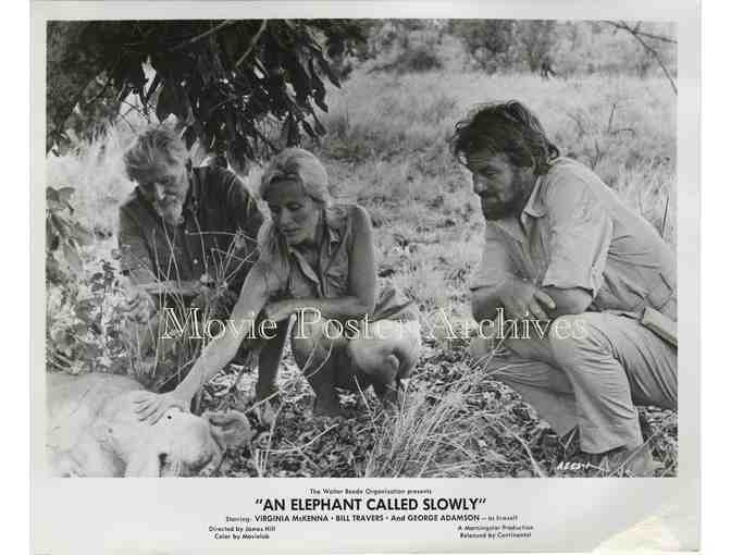 ELEPHANT CALLED SLOWLY, 1969 8x10 still set, Virginia McKenna, Bill Travers.
