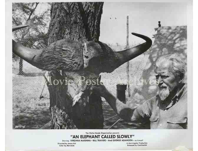 ELEPHANT CALLED SLOWLY, 1969 8x10 still set, Virginia McKenna, Bill Travers.