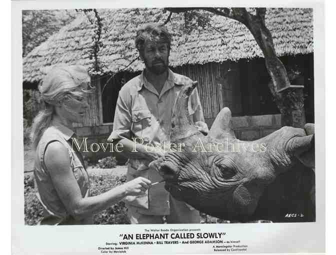 ELEPHANT CALLED SLOWLY, 1969 8x10 still set, Virginia McKenna, Bill Travers.